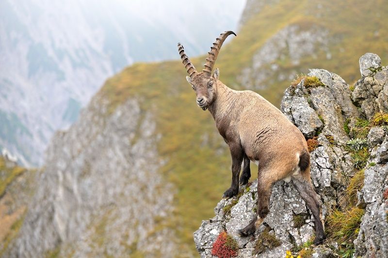alpine, austria, capra ibex, wildlife Alpine ibexphoto preview