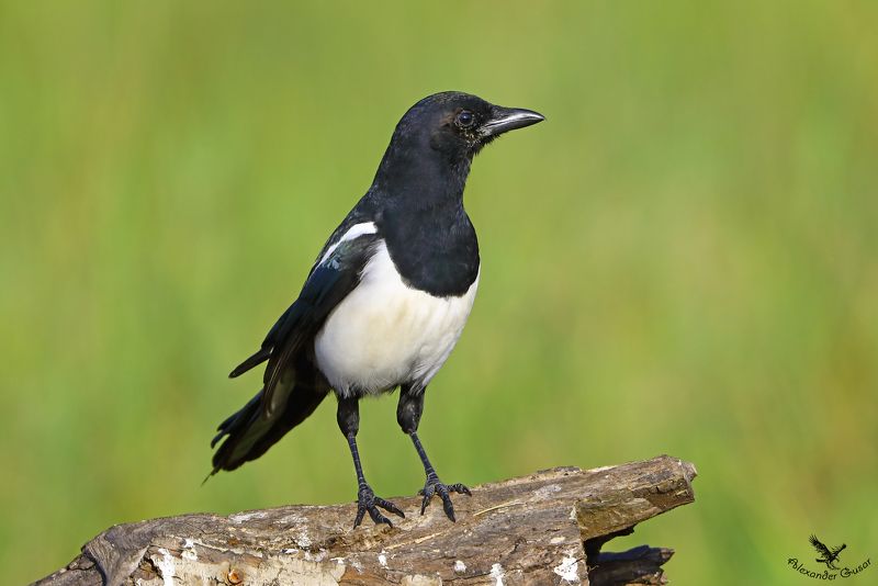 Просто сорока.photo preview