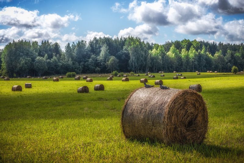 окончание сенокосаphoto preview