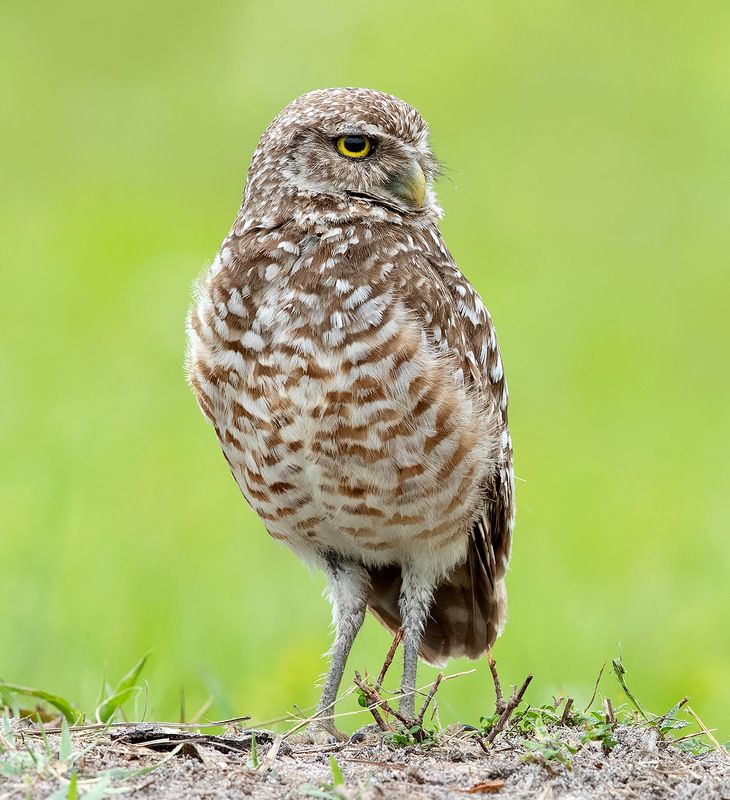 owl, burrowing owl,сыч, флорида,florida, хищные птицы Burrowing Owl - Кроличий сычphoto preview