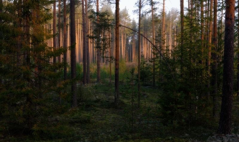 бор, осень, сосны, утро, корабельные Корабельные сосныphoto preview