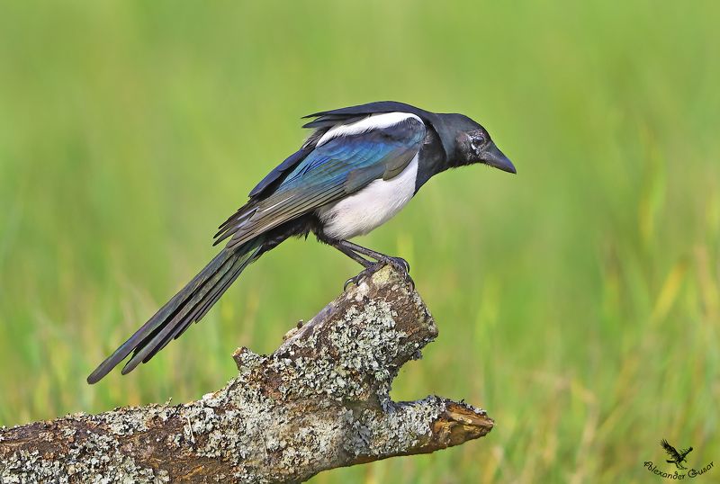 Любопытная.photo preview