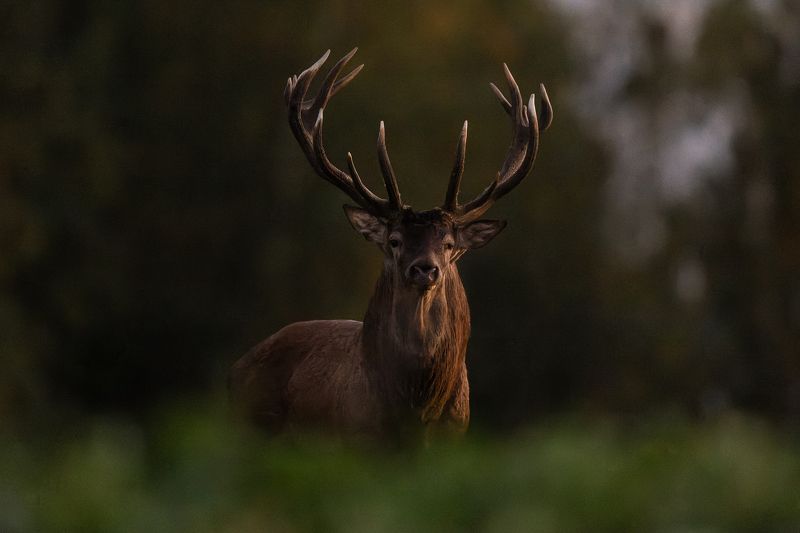 Briedisphoto preview