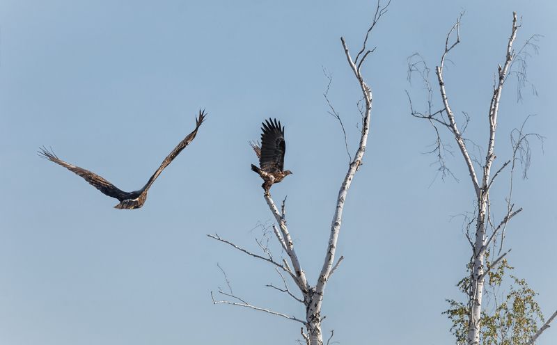 птицы, хищники, хищники..photo preview