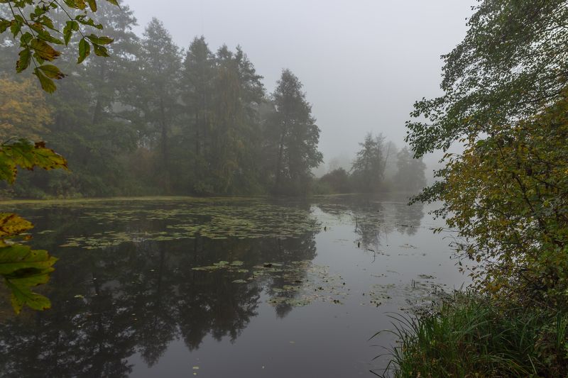 усмань, туман, природа, осень, октябрь, липецкая область photo preview