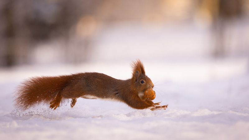 Squirrel in winterphoto preview