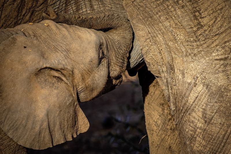 Animal pictures фото превью