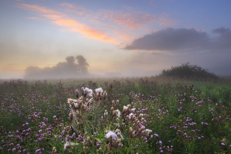 2022, россия, калужская область, утро, туман, небо, облака, туман, рассвет, деревья, цветы, паутина, пейзаж, трава, лето ***photo preview