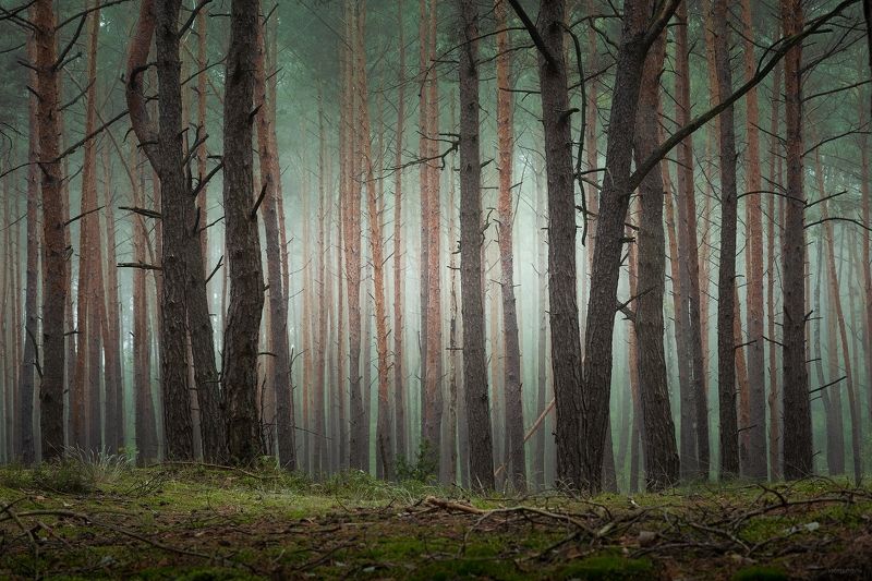 Утро в лесуphoto preview