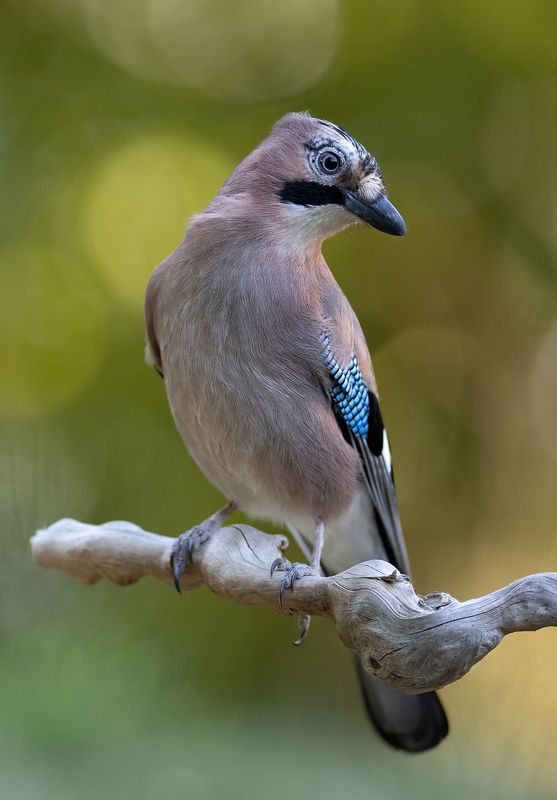 Сойкаphoto preview