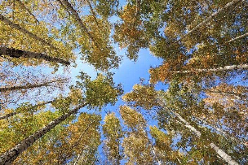 небо,осень,деревья Небо осениphoto preview