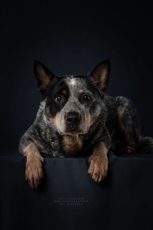 Австралийский хилерphoto preview