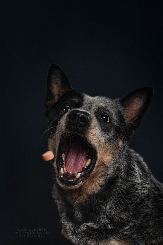 Австралийский хилер и сосискаphoto preview