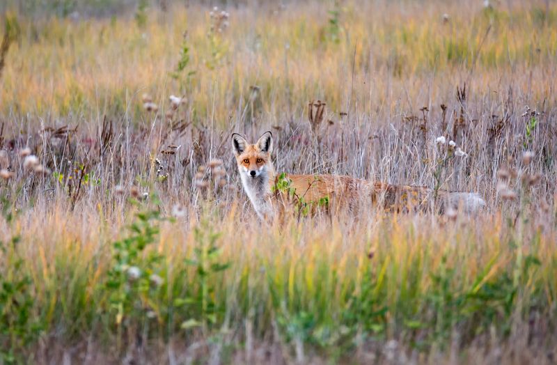 лиса, животное, рыжая.. фото превью