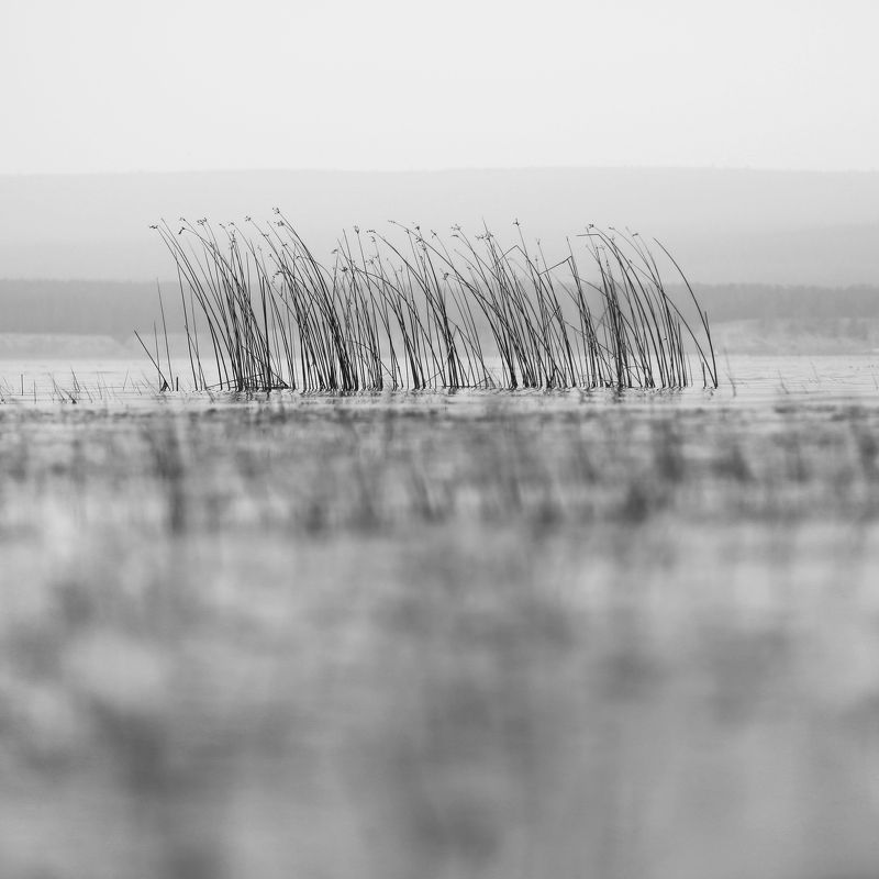 Трава на Ангареphoto preview