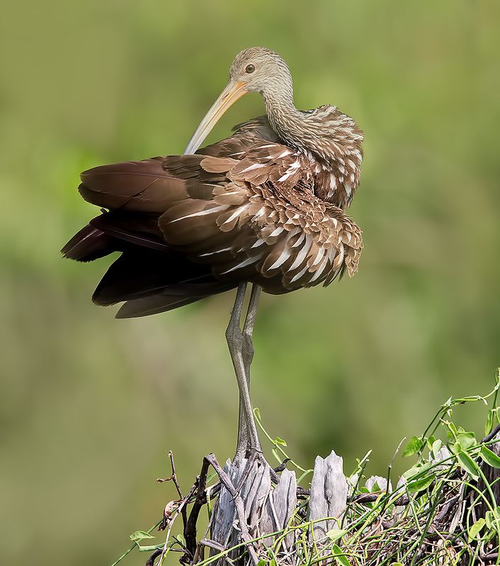florida, limpkin, пастушковый журавль, флорида Limpkin - Арама, или пастушковый Журавльphoto preview