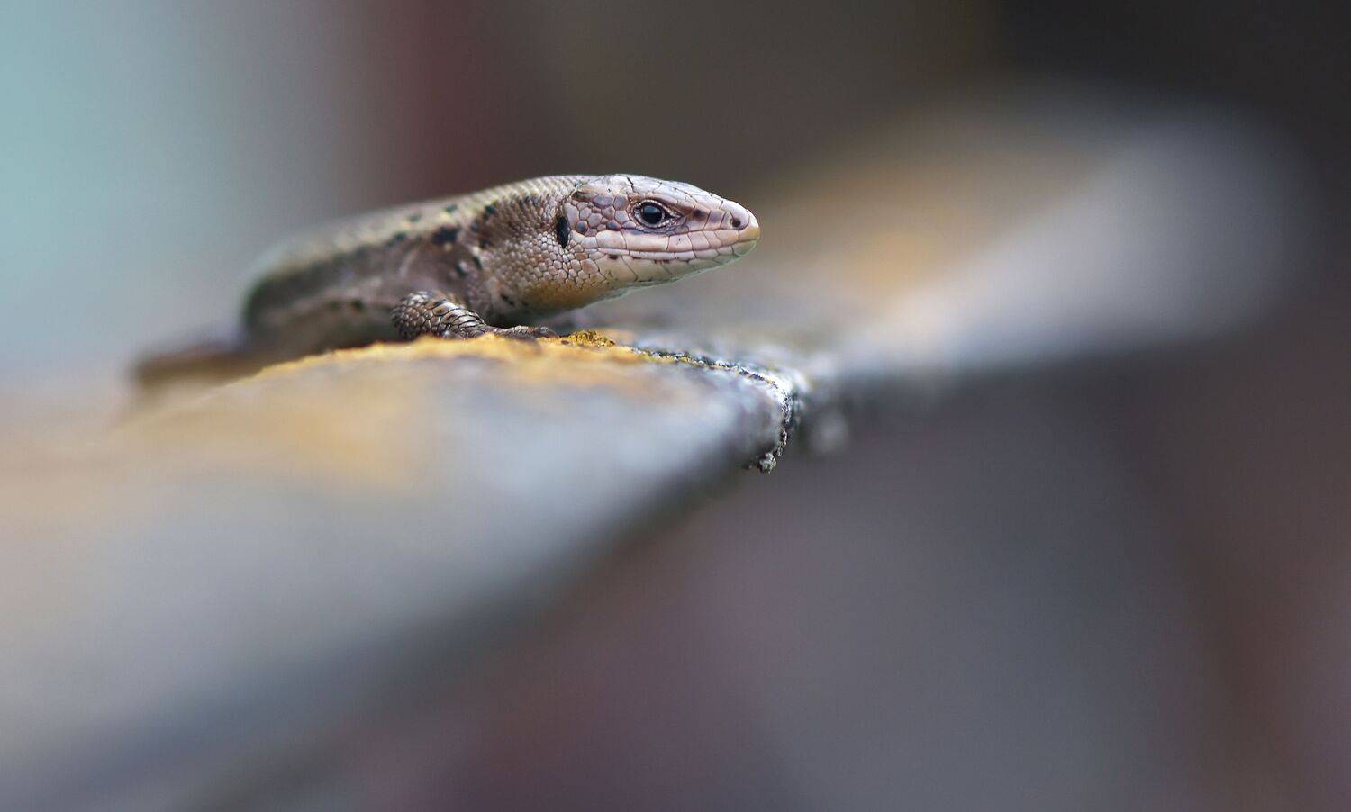 , Макеев Алексей