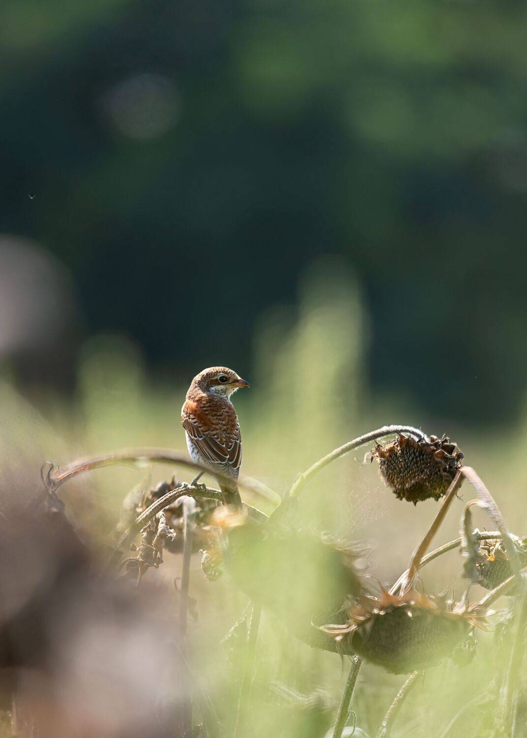 Утро жулана. Автор: Алексей Рыльский сорокопут-жулан, Алексей Рыльский