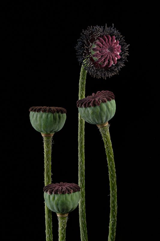 цветы, маки, цветок, флора, природа, стебли, цветение, увядание Отцвели уж давно...photo preview