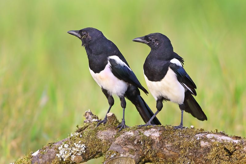 Близнецы? Нет, двойняшки.photo preview