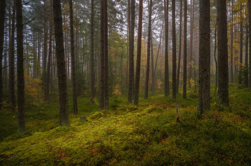 карельский перешеек, призерский район, лес Октябрьским утром в лесу. фото превью