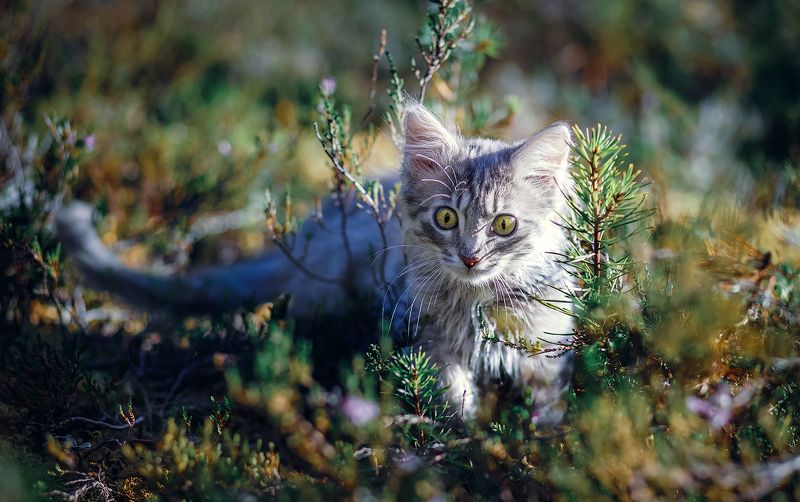 Кот Батон фото превью