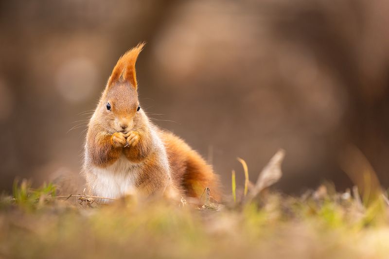 Squirrelphoto preview