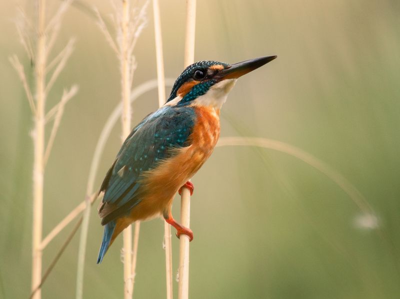 #bird #natgeo #photography #birdphotography #nature #beeeater #green #animal #wildlife Common kingfisher фото превью