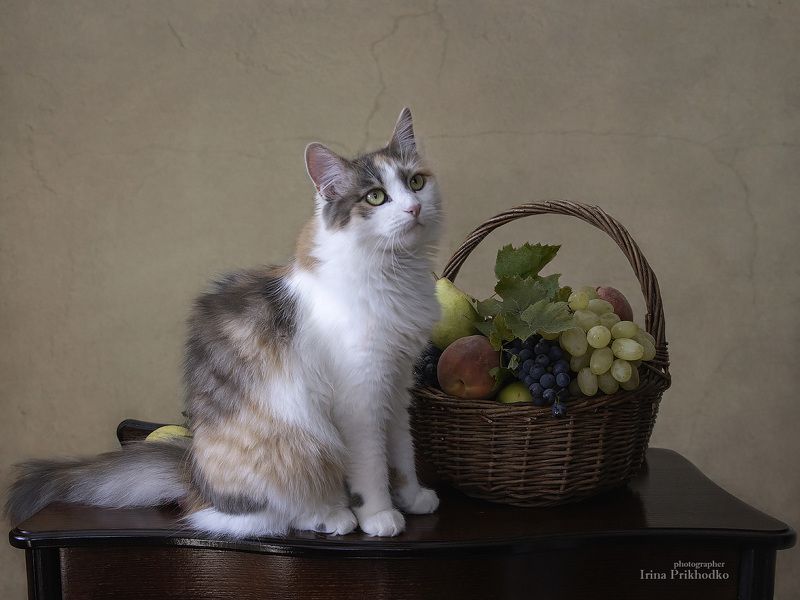 животные, кошки, домашние питомцы, портрет, фрукты, Опять ничего съедобного!photo preview