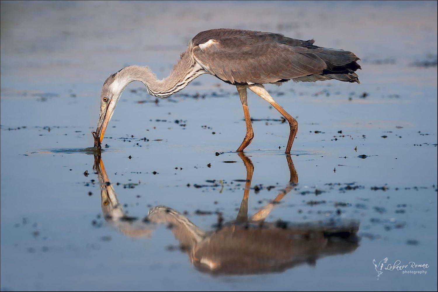 * * *. Автор: Лобанов Роман , Лобанов Роман