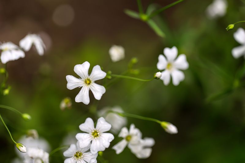 white ,small  meadow  flowers,nature, white small meadow flowers фото превью