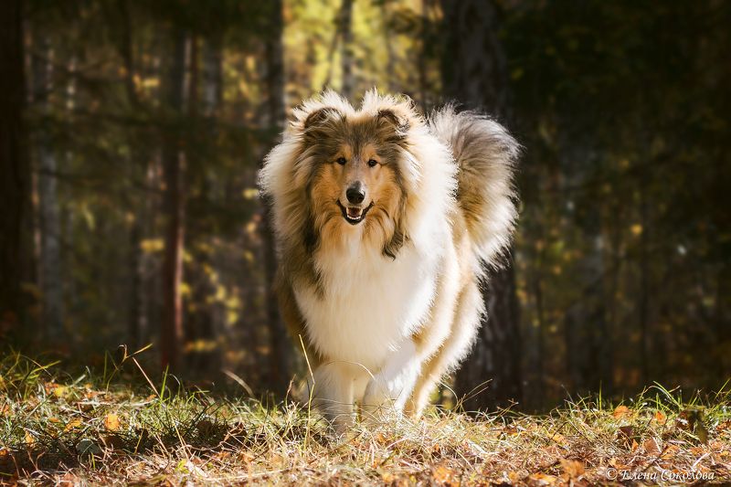 рыжая собака, колли, осенний лес Зевсphoto preview