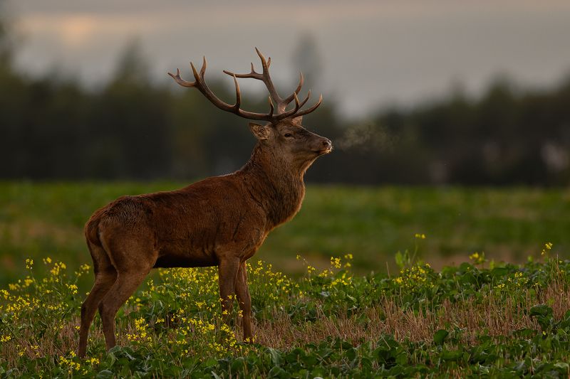 Briedisphoto preview