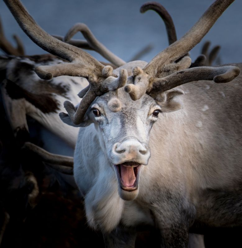 олень, нд, тундра, север, русский север, арктика, herd, deer, tundra, reindeer, north, russian north, arctic, северный олень, русский север нд Ха-ха-ха...photo preview