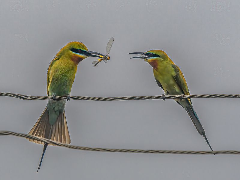 Bee Eater with catchphoto preview