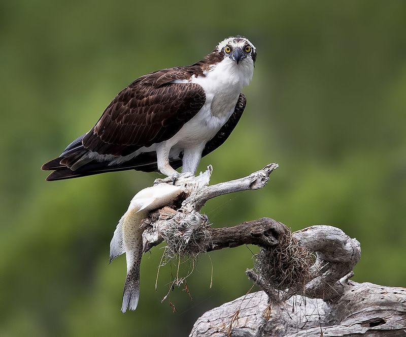 скопа, osprey, florida, флорида, хищные птицы, raptor, wildlife, wild Osprey with Prey - Скопа с добычейphoto preview