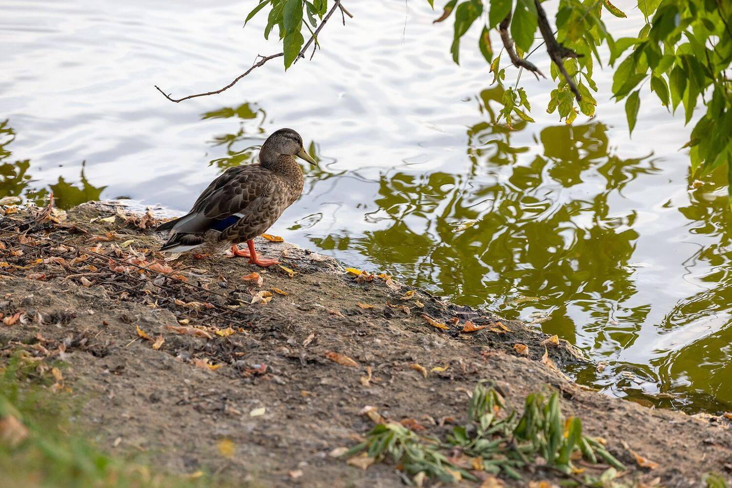 , Шурчков Юрий