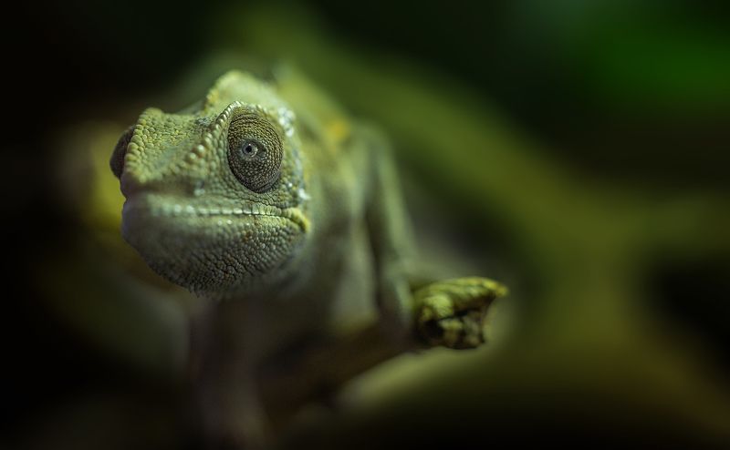 Хамелеон Пристальный взглядphoto preview