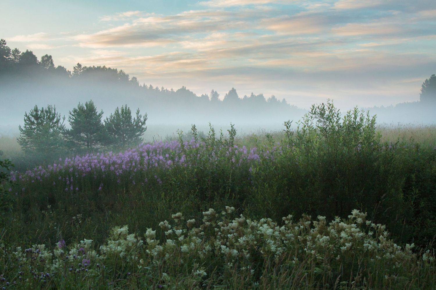 Белая ночь. Автор: Светлана Холодняк лето, луг, поле, туман, Светлана Холодняк