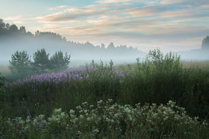 лето, луг, поле, туман Белая ночьphoto preview