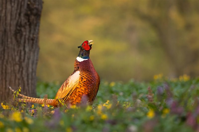 Pheasantphoto preview