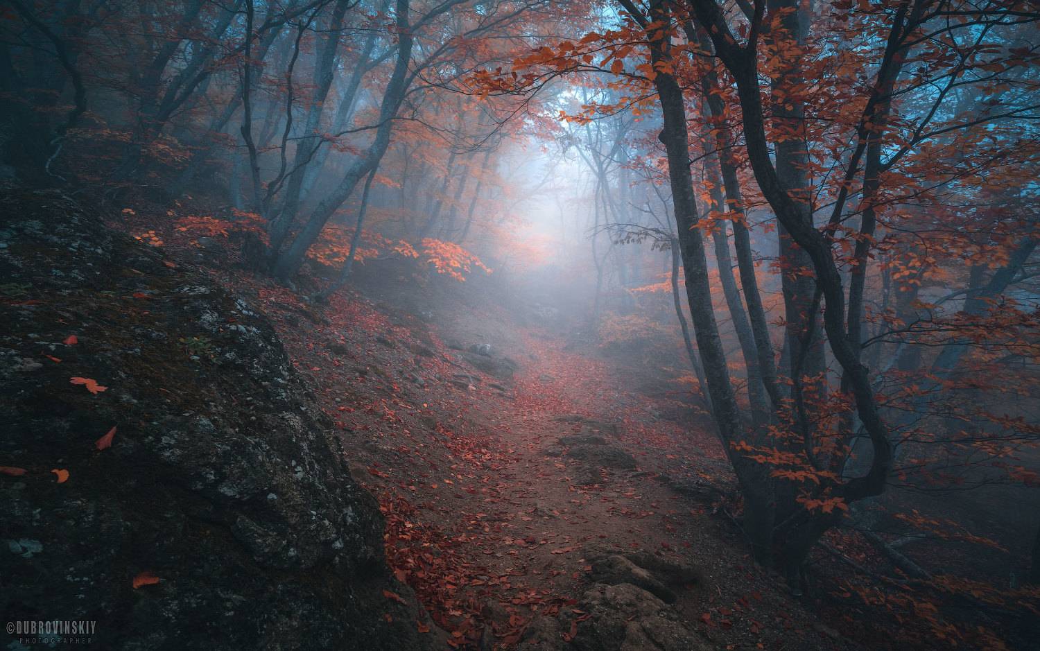 крым, туман, демерджи, осень, тропинка, листья, Дубровинский Михаил