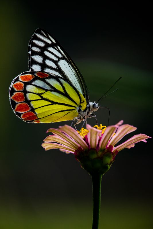 #butterfly #insect #nature #hunting #moths #photography Common Jezebelphoto preview