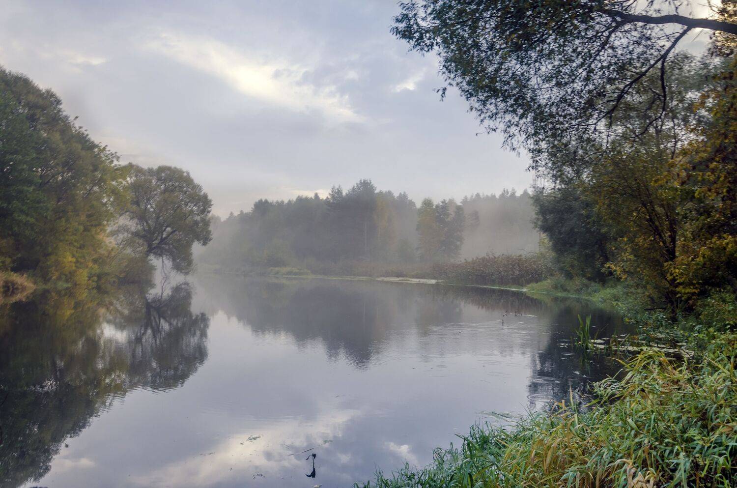 природа. туман. утро, Александр Березуцкий