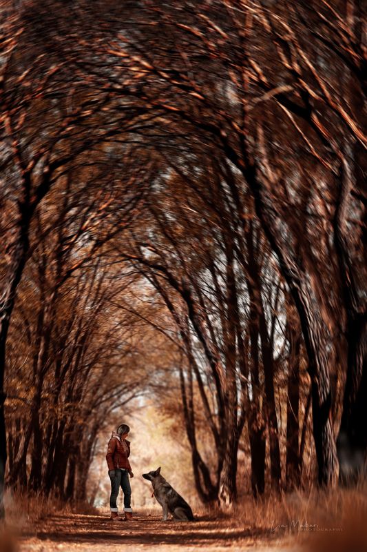 Лес, осень, собака, пёс, дерево, деревья  Беседа photo preview