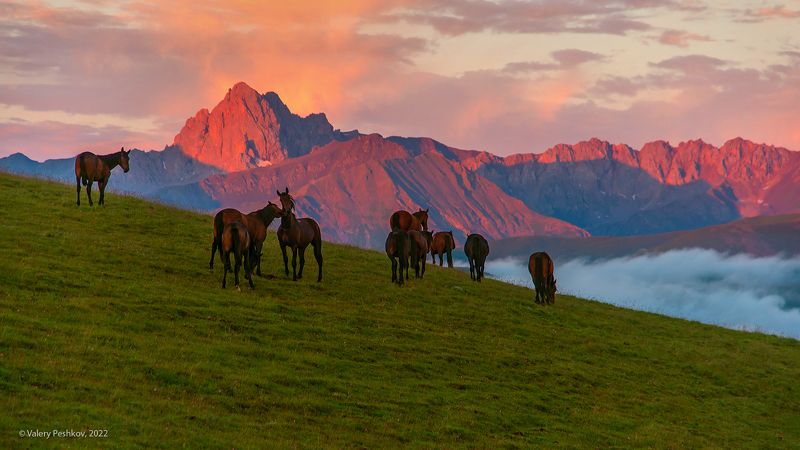лошади, рассвет, утро в горах, пастбища, пастбищные хребты, кабардино-балкария, центральный кавказ На рассвете фото превью