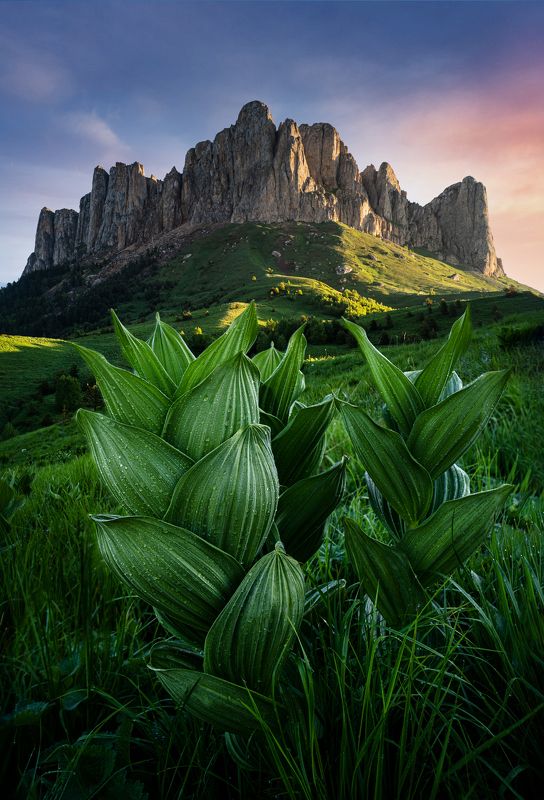 тхач, большой тхач, адыгея, краснодарский край, кавказ, кавказские горы Капли росыphoto preview