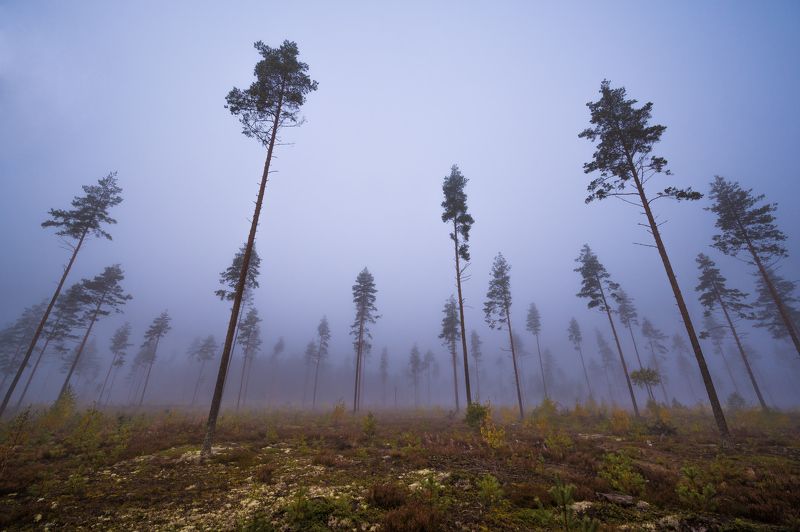 Туманное утро. фото превью