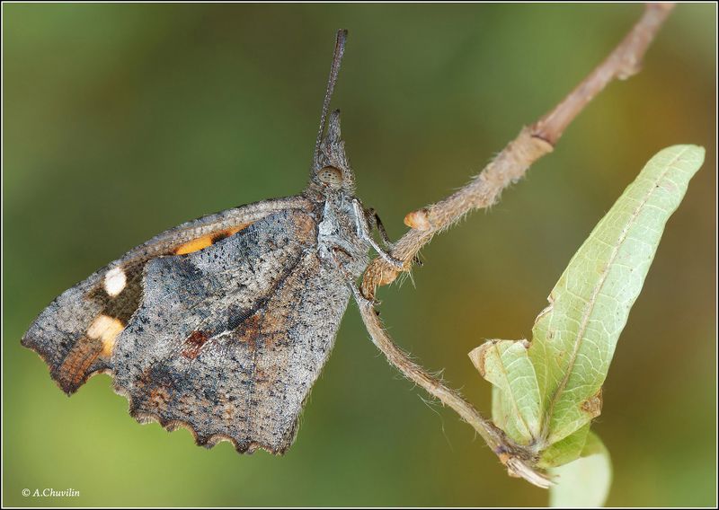 бабочка,носатка,армения,celtis Носатка фото превью