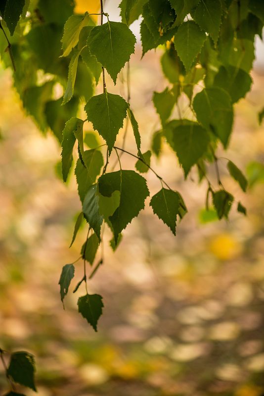 октябрьphoto preview